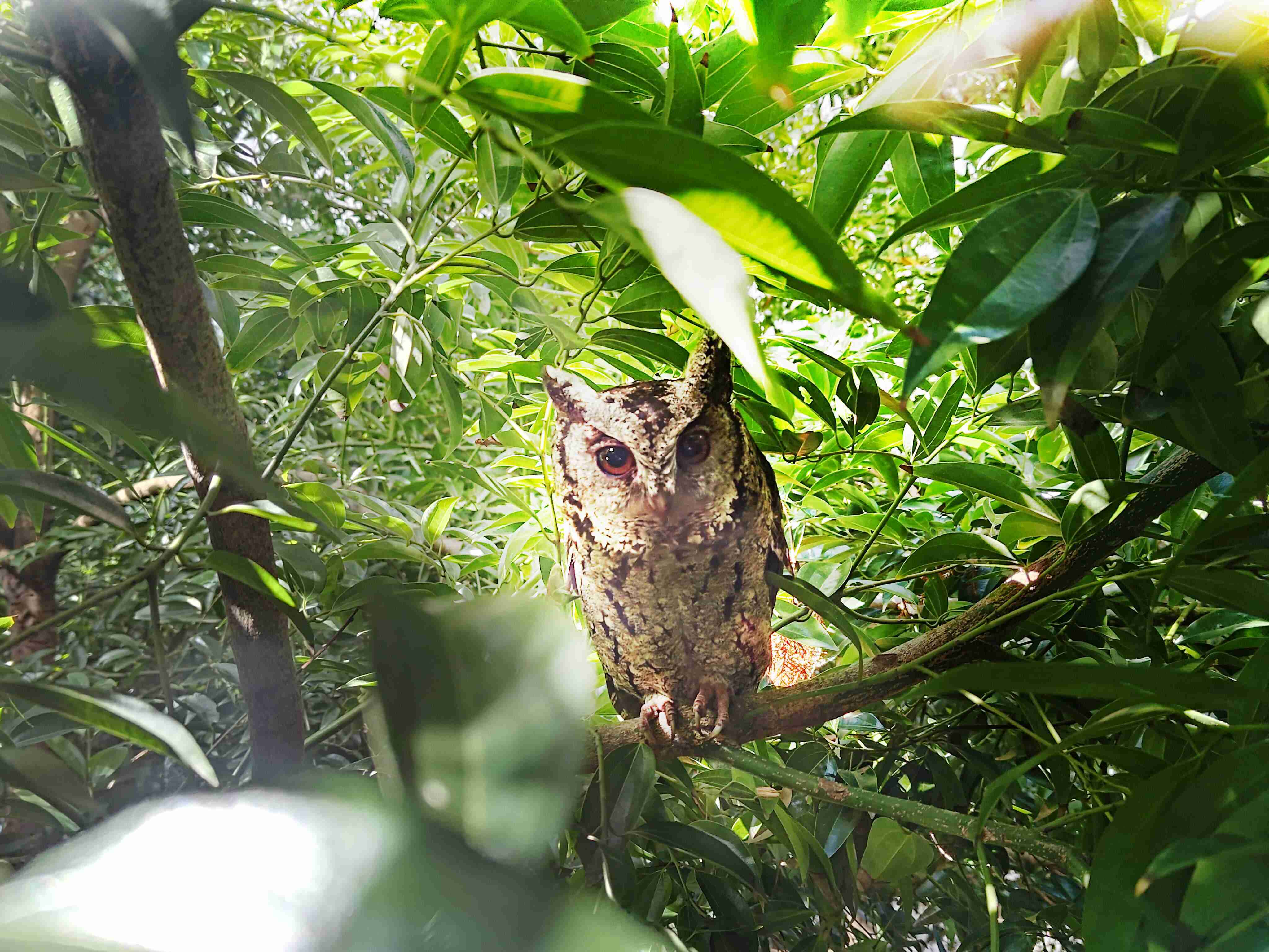 口袋牛店致力提倡净零绿生活，，16年以来在全球各厂区植树逾百万棵，，，，造就各厂区树木蔚然成林，，，，犹如森林工厂，，成为许多生物的栖息地